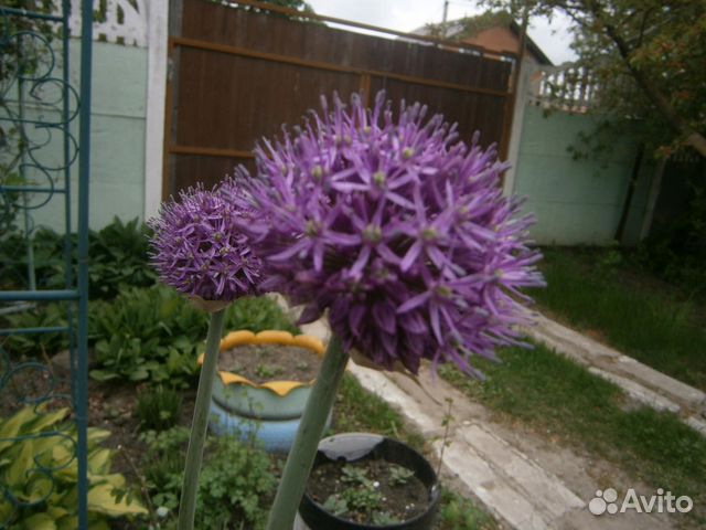 Садовые многолетники