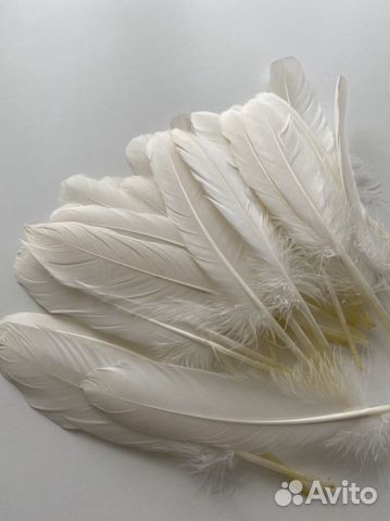 Перья гусиные, утиные (маховые). Перо птицы