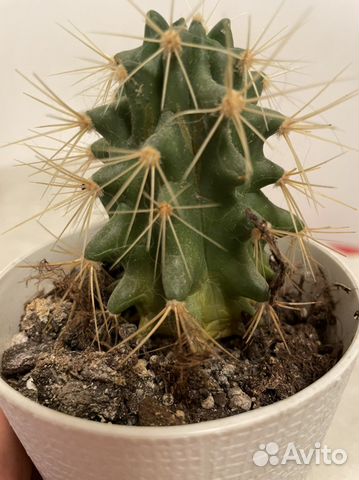 Эхинокактус