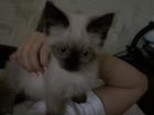 Сиамский кот девочка объявление продам