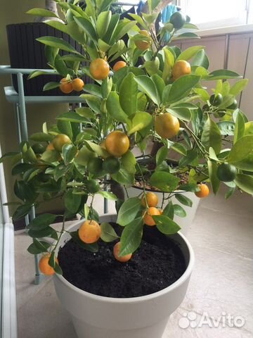 Цитрофортунелла