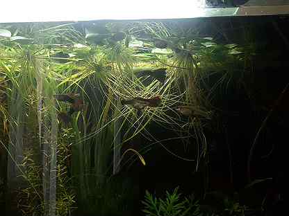Растение в аквариумное