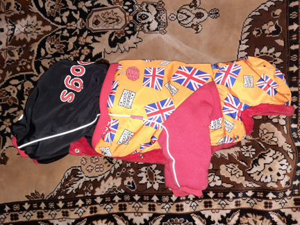 Зимний комбинезон и намордник для маленьких собак