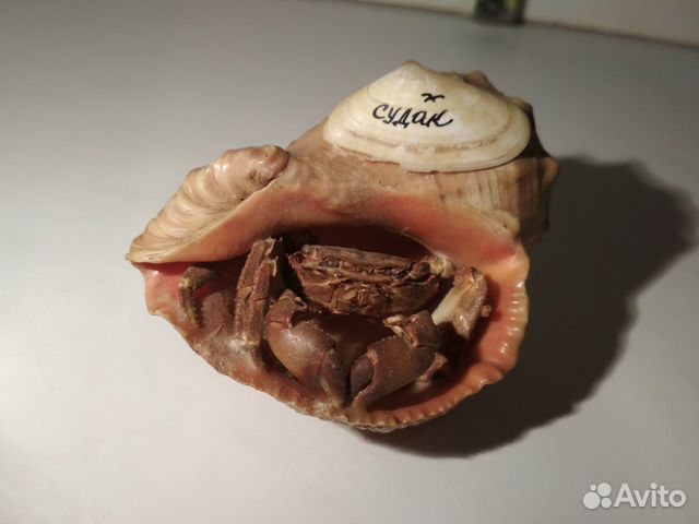 Ракушка Судак с засушенным крабиком из 90х