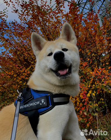 Акита ину вязка