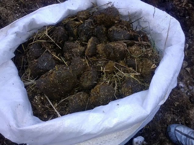 Вомбат помет кубиками. Помет норки. Экскременты лесных животных. Лапка норки. Помет норки.