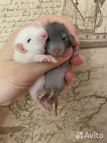 Крысята дамбо много окрасов