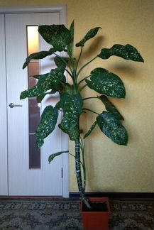 Комнатные растения(диффенбахия, фиалка.п