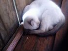 Сиамские кошки объявление продам