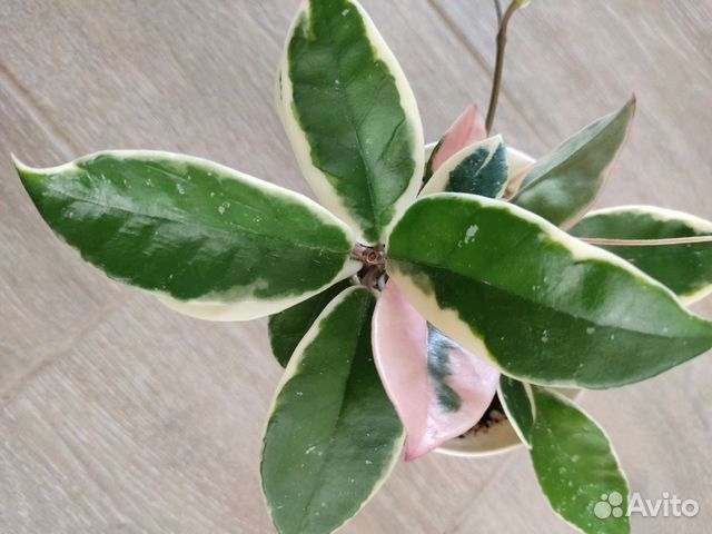 Хойя Кримсон Квин. Карноза Триколор