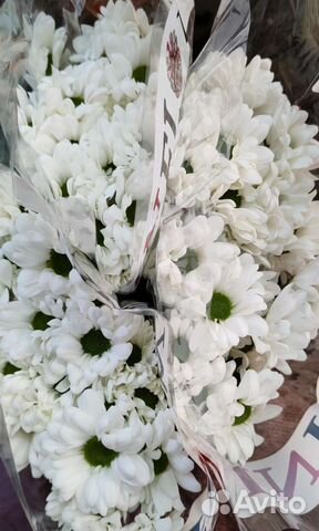 Хризантема кустовая. Цветы. Букеты