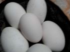 Инкубационное яйцо гусей объявление продам