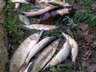 Рыбалка на лиманах в Пригибском. База отдыха объявление продам