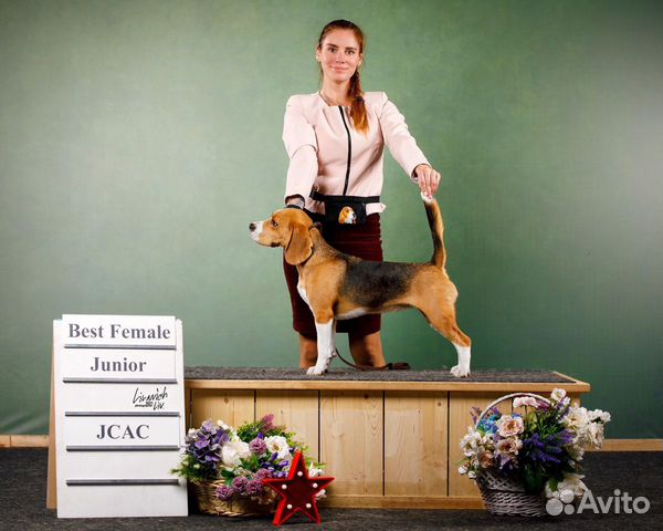 Хендлер. Дрессировка. Показ собак на выставках