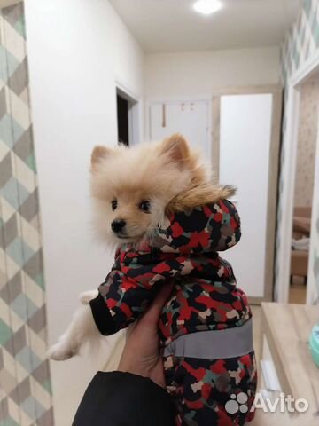 Комбинезон для маленькой собаки s