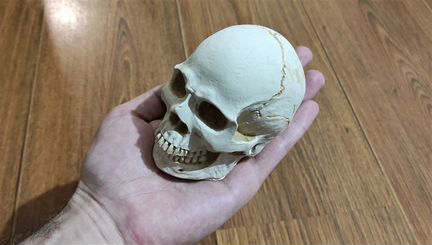 Череп из гипса (На заказ)