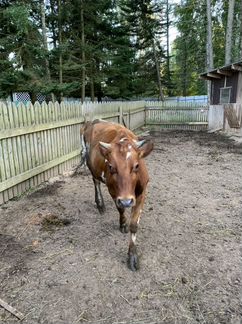 Корова Джерси айшир молочная бык нетель телята - фотография № 9