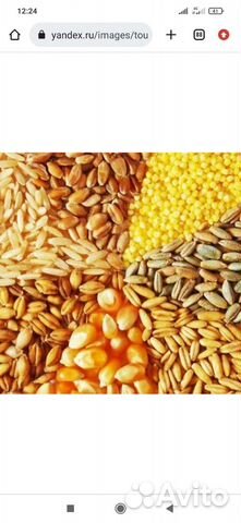 Зерносмесь ячмень пшеница кукуруза овёс