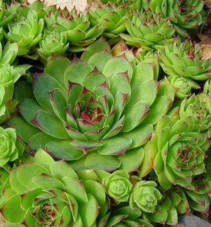 Суккуленты