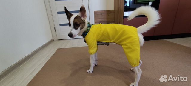 Комбинезон болоневый с воротником-стойкой желтый