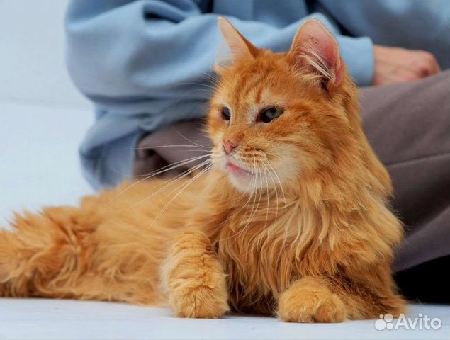 Рыжий кот