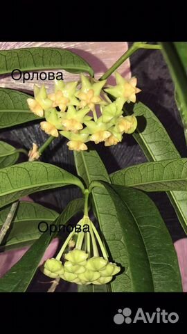 Хойя на срез, укореню на заказ