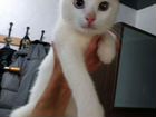 Белоснежный котенок с голубыми глазами объявление продам