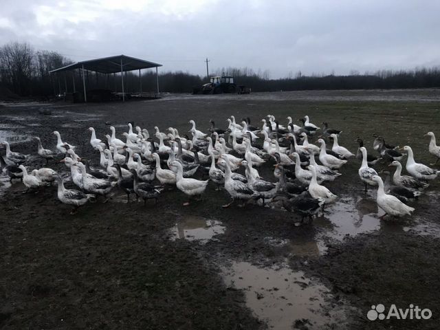 Гусь по домашнему схема приготовления