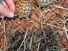 Черепахи сухопутные +Террарумум объявление продам