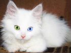 Возьму белого котенка с разными глазами объявление продам