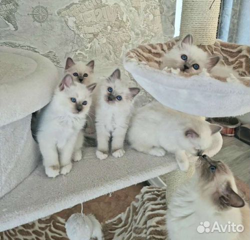 Котятки Кошечки Рэгдолл