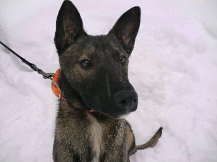 Метис малинуа, девочка