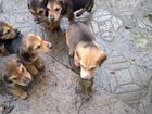Собаки щенки русская гончая объявление продам