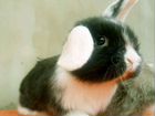 Карликовые вислоухие крольчата объявление продам