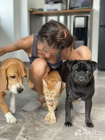 Профессиональная передержка собак