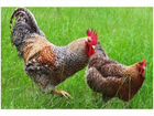 Цыплята амераукана,леггорн далматинец,билифельдр объявление продам