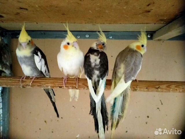 Попугаи волнистые, кореллы, амадины