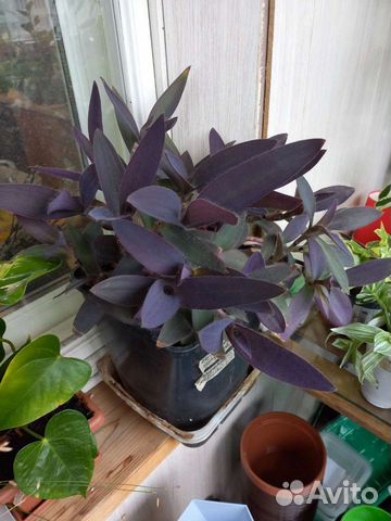 Комнатные цветы/ Традесканции (сеткреазия)каллизии
