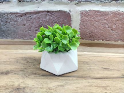 Декоративная зелень в гипсовом кашпо новая