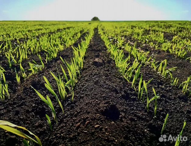 Чернозем, навоз, земля, перегной доставка