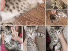 Бенгальские котята бесплатно объявление продам