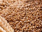 Продам зерно пшеницы объявление продам