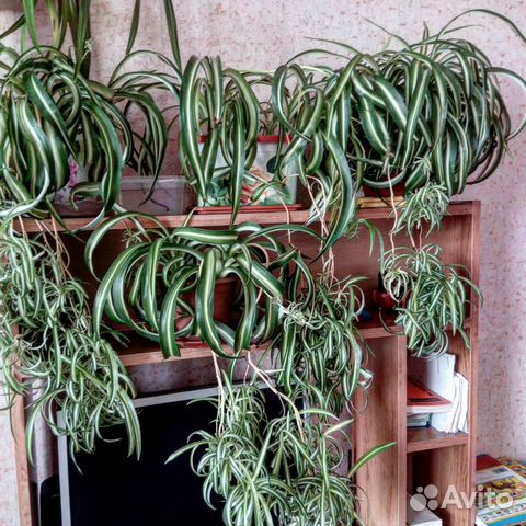 Продам комнатные цветы