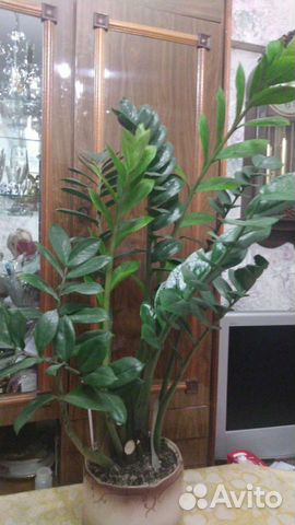 Замиокулькас долларовое дерево
