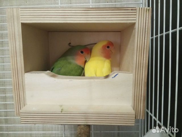 Домик/Гнездо для попугаев, птичек