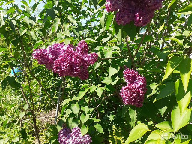 Цветы Многолетники разные