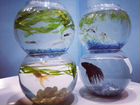 Нано аквариум с рыбками
