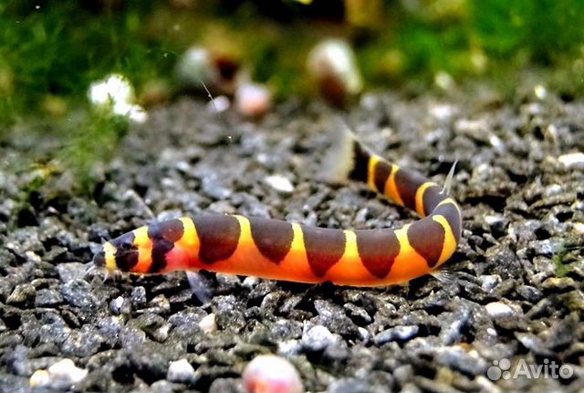 Акантофтальмус Кюля рыбка