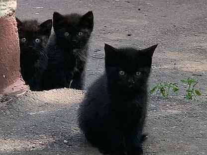Котята черные и рыжие