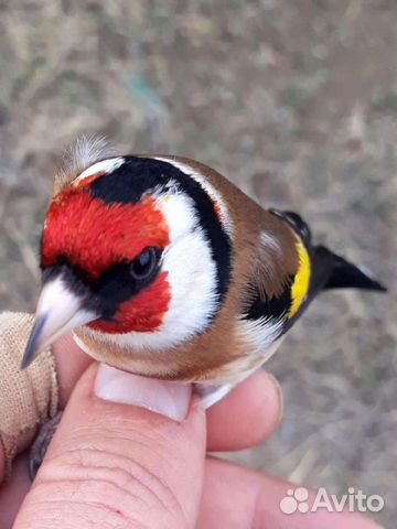 Продаю певчих лесных птиц